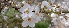 fiori di bach cherry plum cherry plum fiori di bach fiori di bach italia fiori di bach cherry plum cherry plum fiori di bach fiori di bach italia