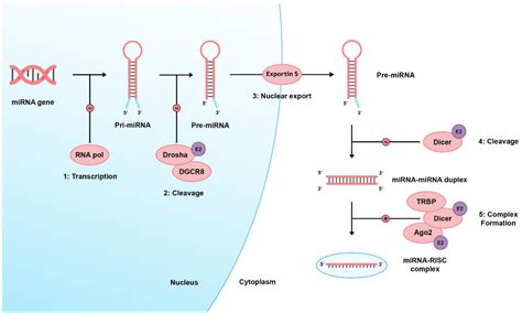 Potential Regulation of miRNA-29 and miRNA-9 by Estrogens in ...