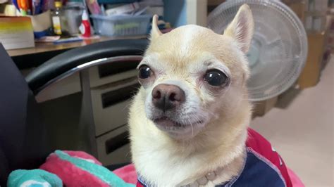 Portrait funny animals of a chihuahua funny dog puppy,Chihuahua are ...