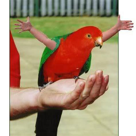 Birds With Arms