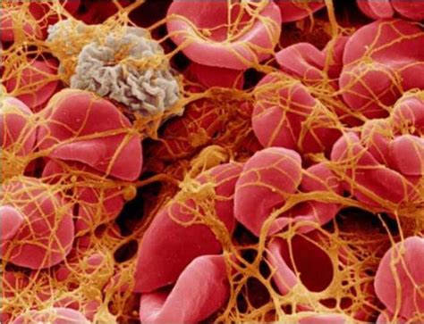 Image result for Coapulation in Humans