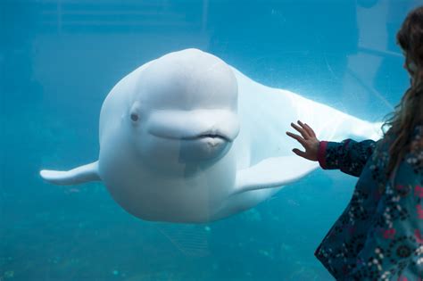 A True Tale of Finding a Best Friend in a Beluga Whale | Ever Widening ...