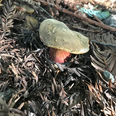 Xerocomellus atropurpureus | ShroomID