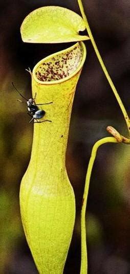 explain the process of trapping and eating insects by the Pitcher plant ...