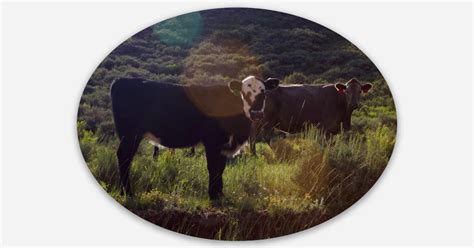 cows by willow faith art | Die cut stickers | Sticker Mule India