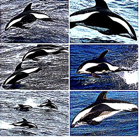 Image result for Dolphin Partner Optimization Algorithm