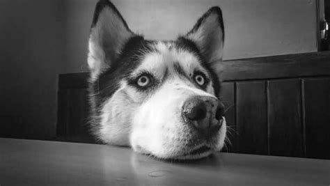 Adventure Breeds: These Dog Breeds Are Born to Travel