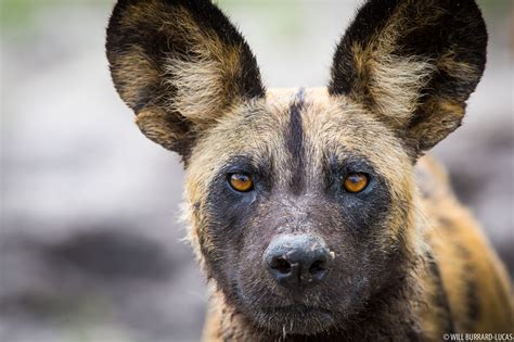African Wild Dog | Will Burrard-Lucas