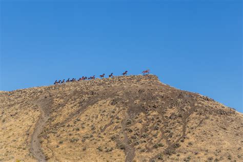 The Wild Horses Monument In Eastern Washington - Roadesque