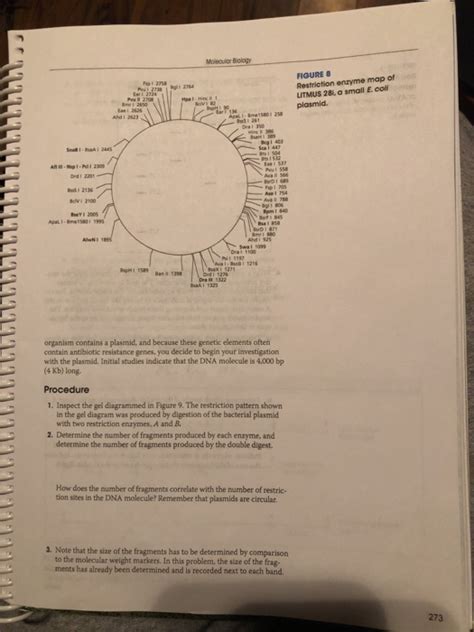 Image result for Restriction Enzyme Map