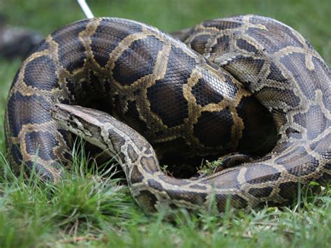Image result for Python Turtle Recursive Fractal Code