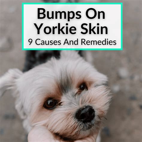 What Causes My Yorkie To Cough at Amanda Collison blog