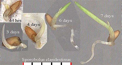 Monocots 的图像结果