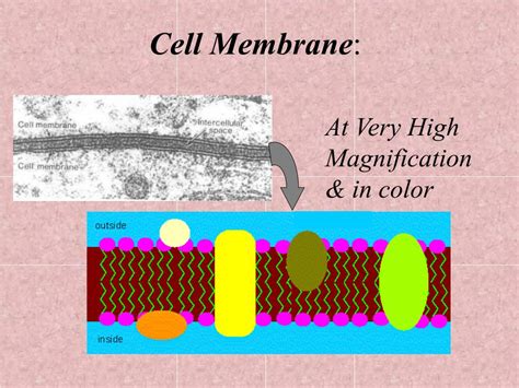 Image result for Cell Membrane Microscope Slides