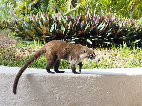 Coati Cancun Texas Man Finds Unusual Visitor On Front Porch | IHeart