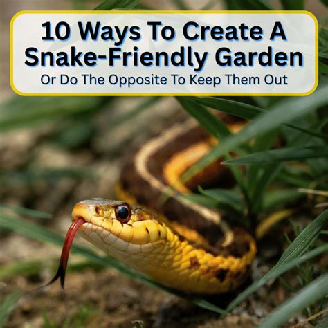 7 Myths About Snakes Debunked (Separating Fact From Fiction About These Misunderstood Reptiles)