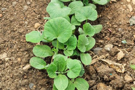 Butternut Squash Growing Guide: Plant Care Tips