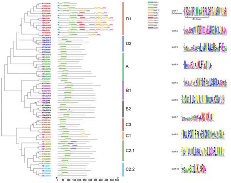 Genome-Wide Identification of the DOF Gene Family Involved in Fruitlet ...