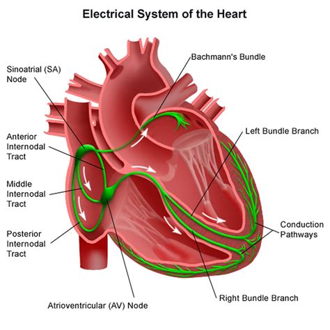 Bundle Branch Block - Causes, Symptoms, Diagnosis, Treatment