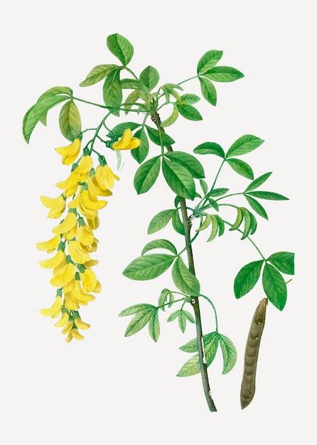 Common laburnum flowers | Free Vector