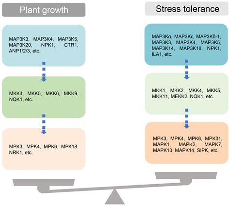 MAPKKKs in Plants: Multidimensional Regulators of Plant Growth and ...