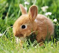 Image result for bunny rabbits wallpapers live