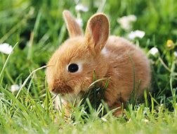 Image result for Bunny Rabbit Wallpapers