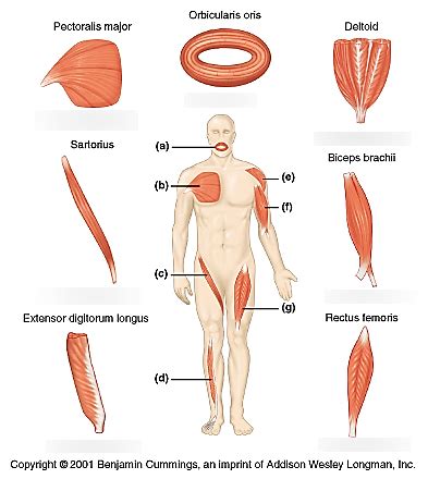 Skeletal Muscle Types Diagram | Quizlet