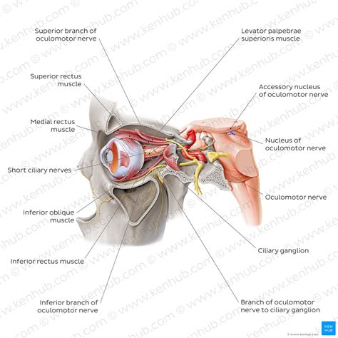 Oculomotor nerve (CN III): Anatomy, function and pathway | Kenhub