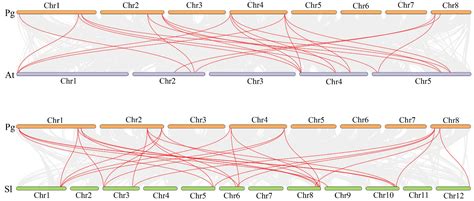 Insights into the PYR/PYL/RCAR Gene Family in Pomegranates (Punica granatum L.): A Genome-Wide ... - family of pomegranate