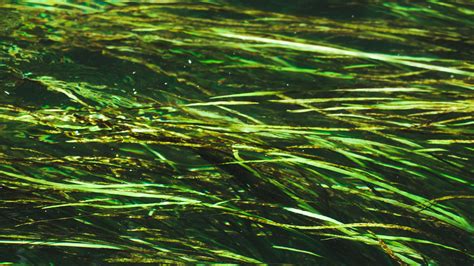 Download wallpaper 3840x2160 algae, water, distortion, glare 4k uhd 16: ...