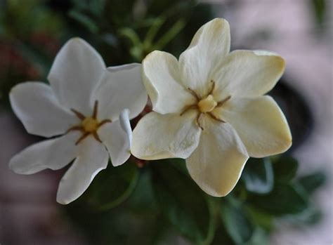 Radiating purity : spiritual meaning of flower by The Mother