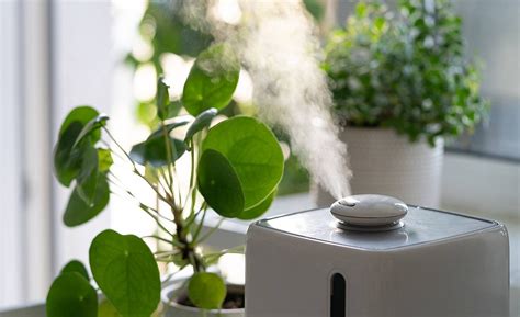 Image result for Mini Plant Humidifiers