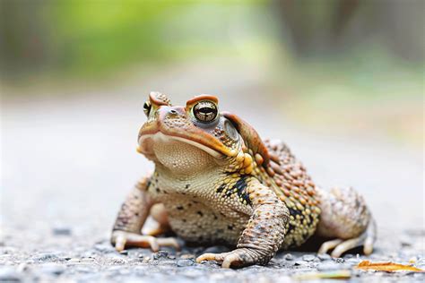 Image result for Common Toad Eating