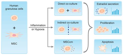 Mesenchymal Stem Cells Modulate Granulosa Cell Function Under ...