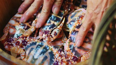 Cooking Documentaries 的图像结果