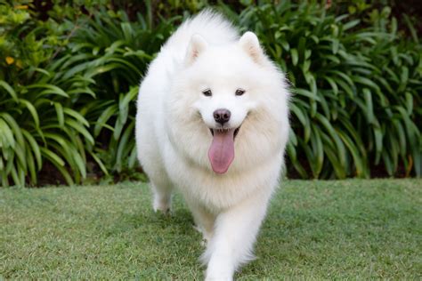 Cute big fluffy dogs online