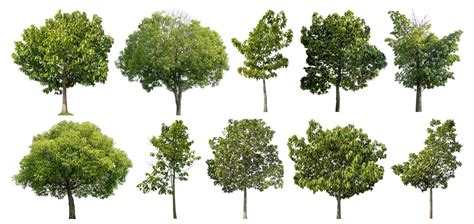 Image result for Create a Tree Flow Chart