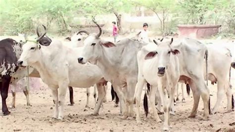 500 Cows Die Of Starvation At Gaushala In Jaipur, Officials Cite Fund ...