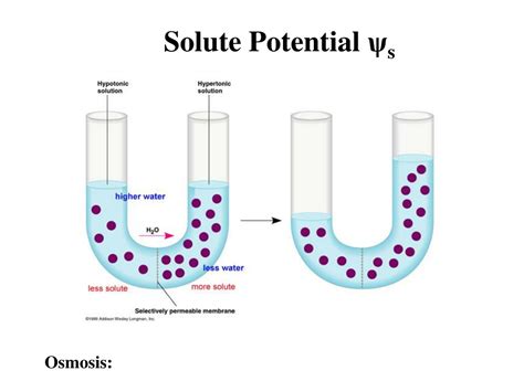 Water Solute Potential