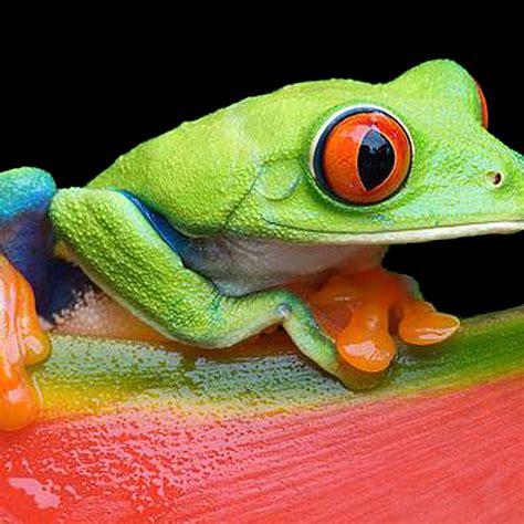 Endangered Tree Frogs