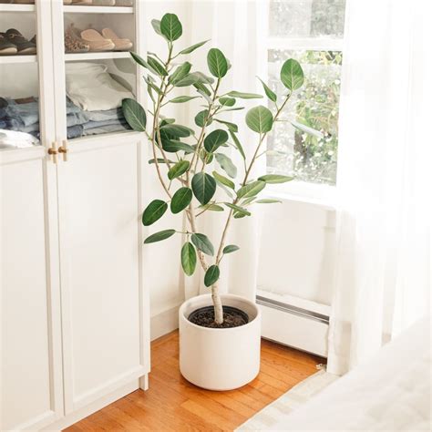Home & Living Ficus Audrey Ficus Benghalensis House Plant Outdoor ...