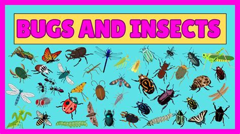 Image result for Bug or Insect