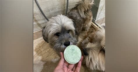 Pet Grooming Products From The Modern Tail | LBB