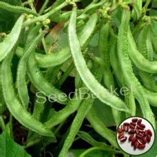 Buy Organic Vegetable Seeds Online India At Best Prices | SeedBasket