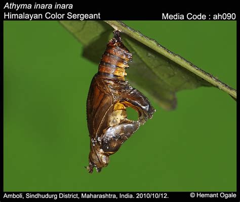 Athyma inara | Butterfly