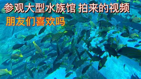 2024水族馆成人门票160元/人，儿童110元，价格不低，如果带小朋友的话还是十分推荐的_上海海洋水族馆-评论-去哪儿攻略