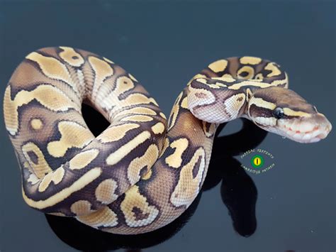 Image result for Butter Ball Python Morph