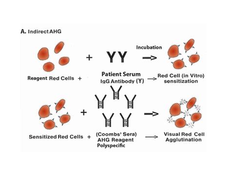 Antiglobulin test or Coomb's test (Direct antiglobulin test and Indirect antiglobulin test) | PPTX