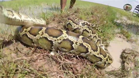 Image result for Anaconda Python Fight